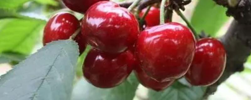 沙王大樱桃品种简介，属于中晚熟樱桃