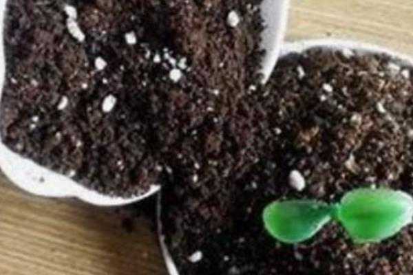 盆栽彩椒的种植方法，播种之前可先进行催芽和育苗