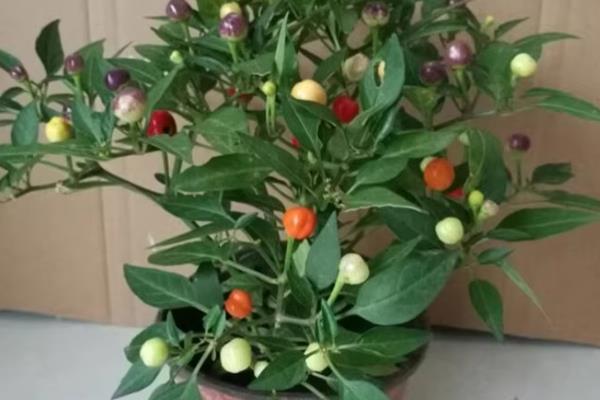 盆栽彩椒的种植方法，播种之前可先进行催芽和育苗