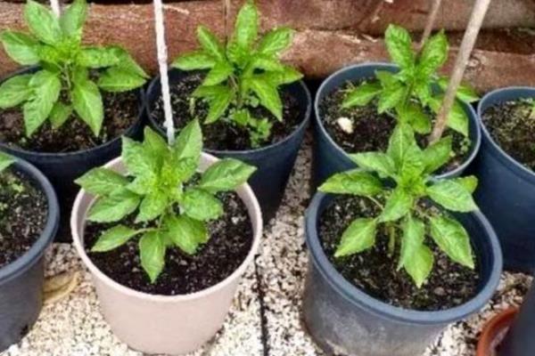 盆栽彩椒的种植方法，播种之前可先进行催芽和育苗