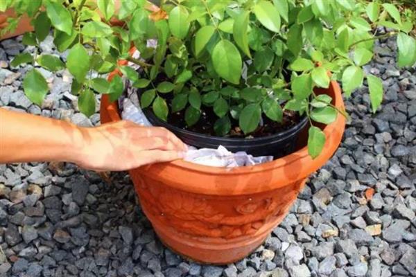 一个月不在家如何解决给花浇水，推荐以下4种方法