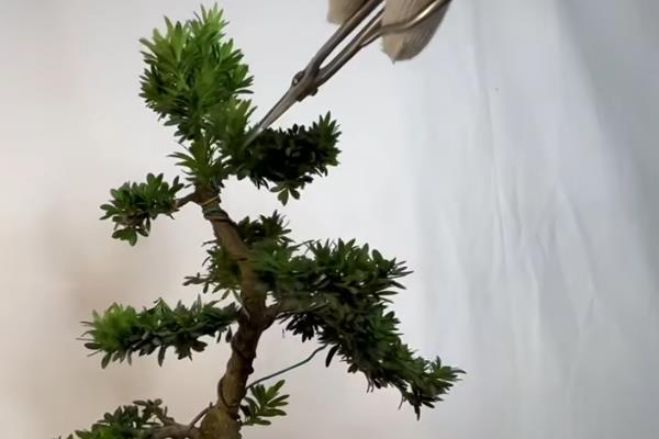 罗汉松盆景的摘心方式，嫩枝开始出现木质化后可进行
