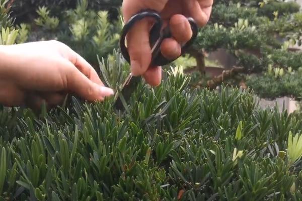 罗汉松盆景的摘心方式，嫩枝开始出现木质化后可进行