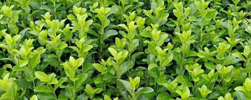 冬青的产地，主要分布于两半球的热带、亚热带至温带地区