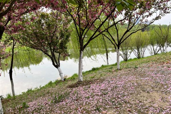 樱花的花语，寓意纯洁无暇、青春气息等