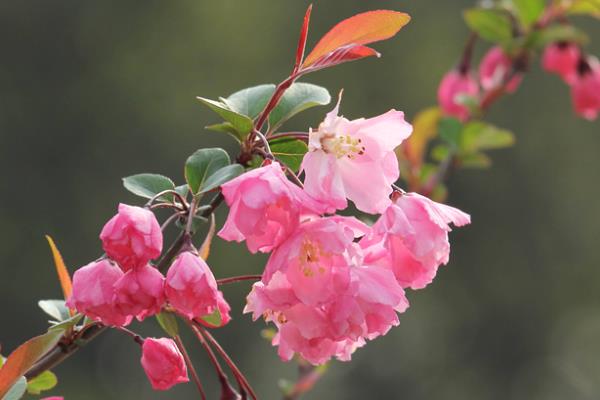 海棠花的寓意，寓意想思、温和等