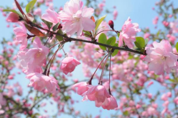 海棠花的寓意，寓意想思、温和等