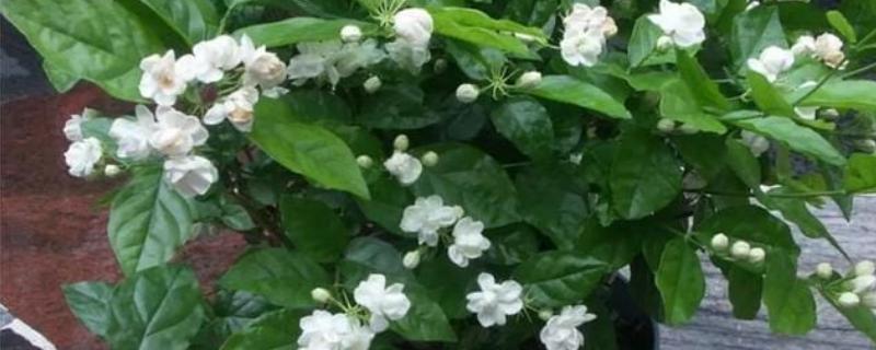 茉莉花的花色有几种，只有白色一种