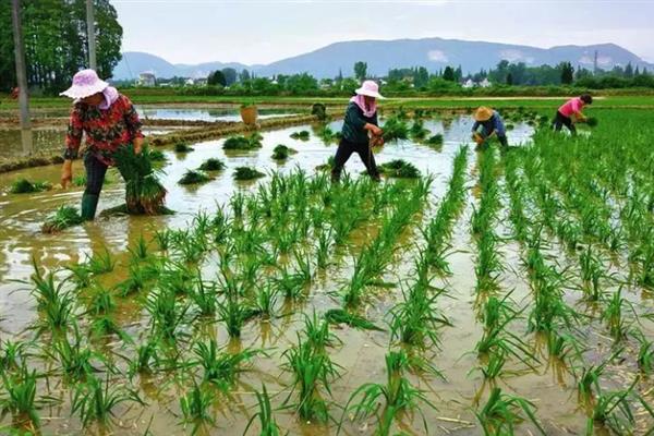 水稻的种植技术与管理方法