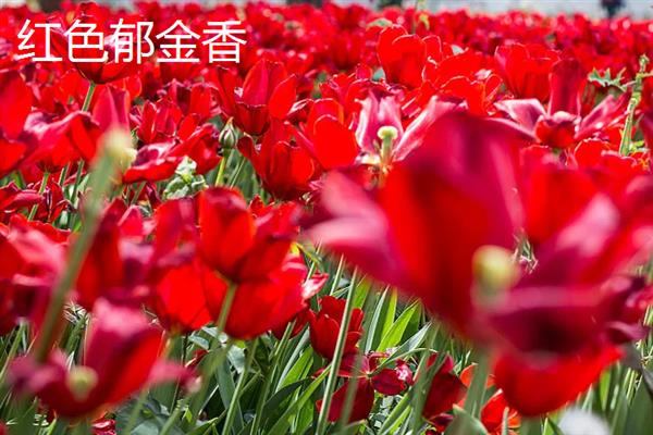 郁金香的花语，不同颜色的花语不同