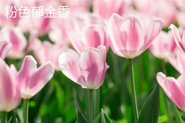 郁金香的花语，不同颜色的花语不同