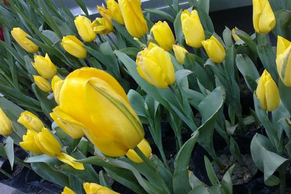 郁金香的花语，不同颜色的花语不同