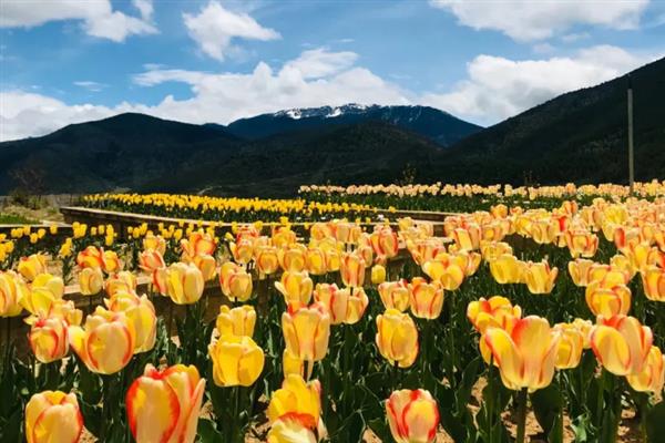 郁金香的花语，不同颜色的花语不同