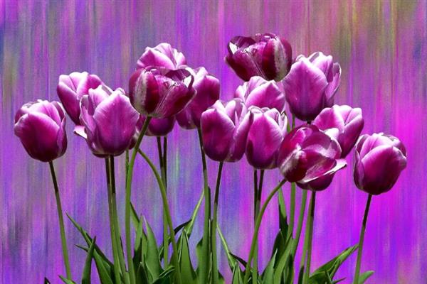 郁金香的花语，不同颜色的花语不同