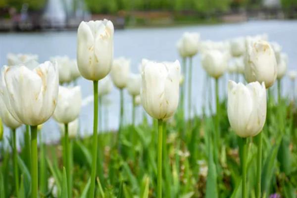 郁金香的花语，不同颜色的花语不同