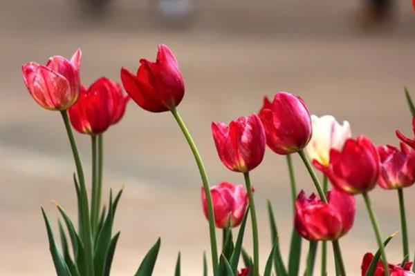 郁金香的花语，不同颜色的花语不同