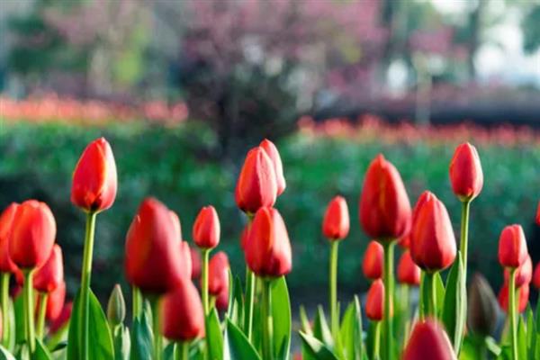 郁金香的花语，不同颜色的花语不同