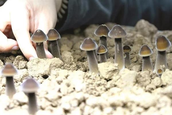 冬天能不能种植鸡枞菌，种植期间需做好防寒措施