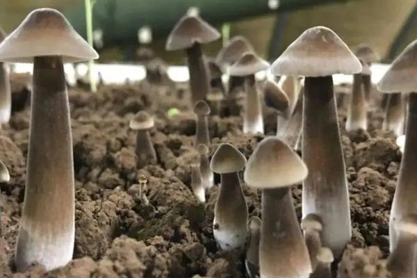 冬天能不能种植鸡枞菌，种植期间需做好防寒措施