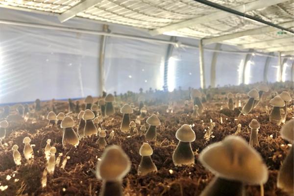 冬天能不能种植鸡枞菌，种植期间需做好防寒措施