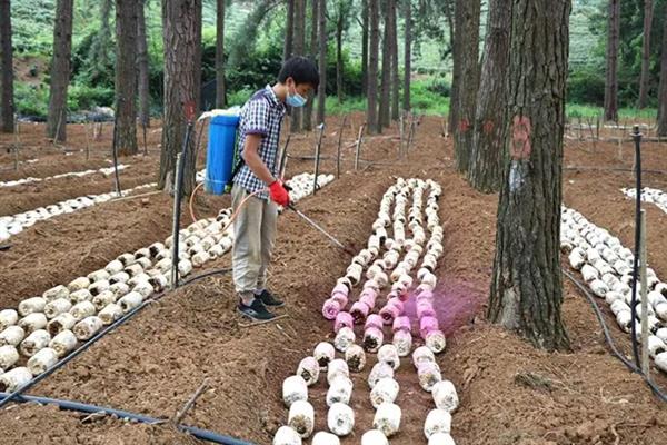 冬天能不能种植鸡枞菌，种植期间需做好防寒措施