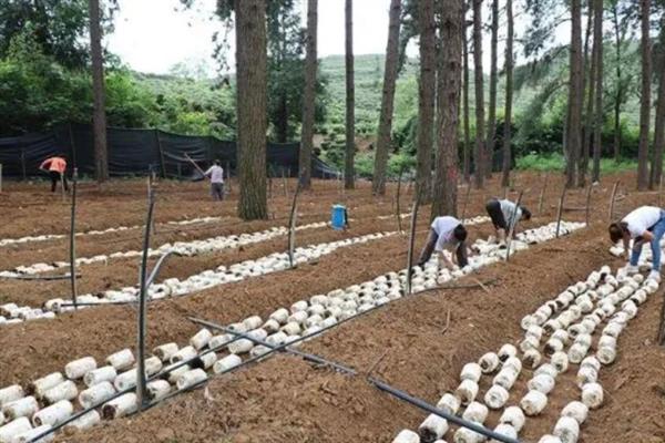 冬天能不能种植鸡枞菌，种植期间需做好防寒措施