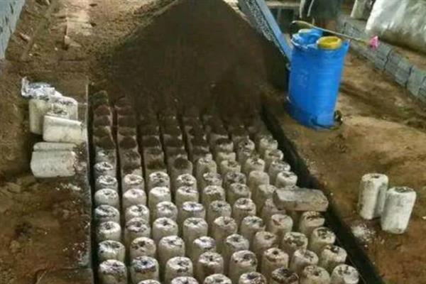 冬天能不能种植鸡枞菌，种植期间需做好防寒措施