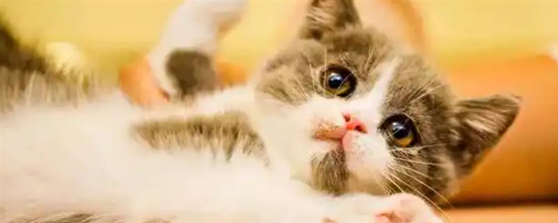 新手养猫需牢记哪几点，不用频繁给猫洗澡
