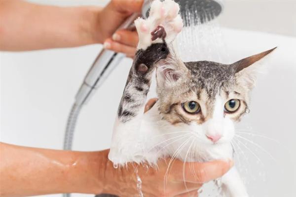 新手养猫需牢记哪几点，不用频繁给猫洗澡