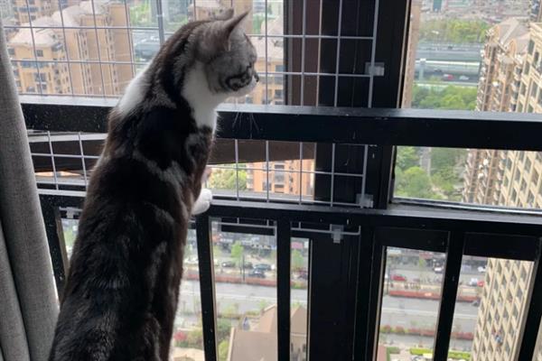新手养猫需牢记哪几点，不用频繁给猫洗澡