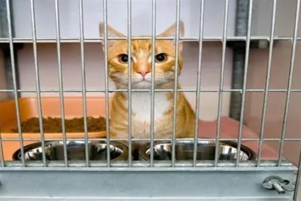 新手养猫需牢记哪几点，不用频繁给猫洗澡