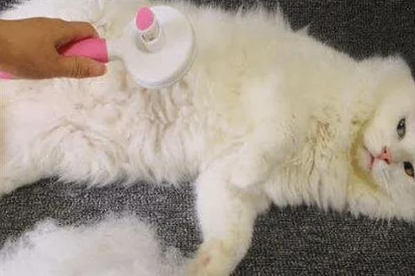 新手养猫需牢记哪几点，不用频繁给猫洗澡