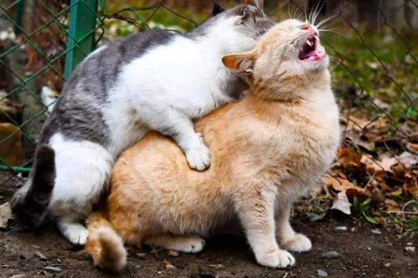 新手养猫需牢记哪几点，不用频繁给猫洗澡