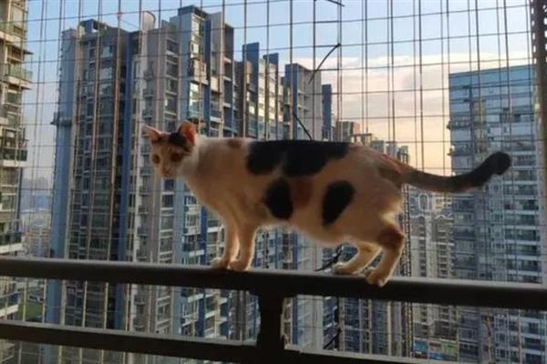 新手养猫需牢记哪几点，不用频繁给猫洗澡