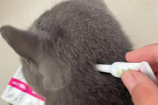 新手养猫需牢记哪几点，不用频繁给猫洗澡