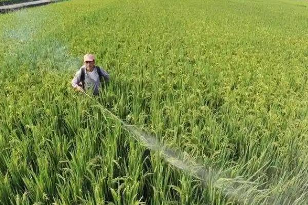 水稻遇寒露风如何处理，可叶面喷施磷酸二氢钾