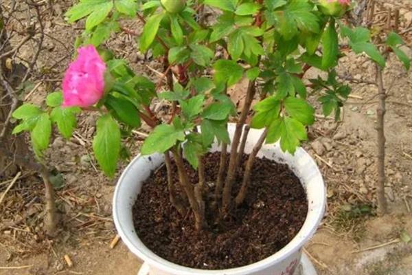 牡丹如何分株繁殖，在秋季霜冻季节进行入栽为佳