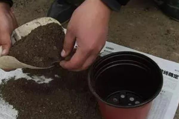 牡丹如何分株繁殖，在秋季霜冻季节进行入栽为佳