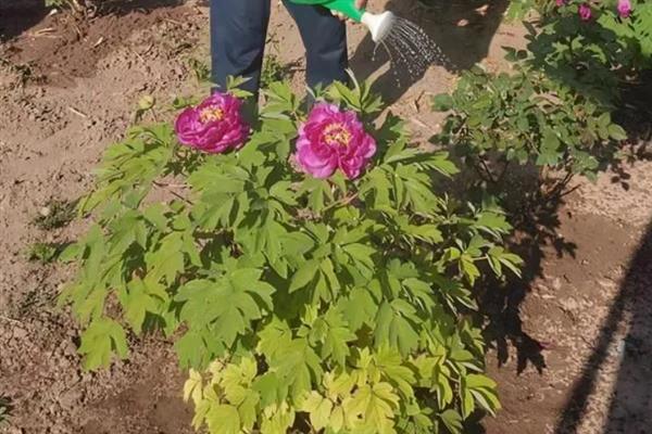 牡丹如何分株繁殖，在秋季霜冻季节进行入栽为佳