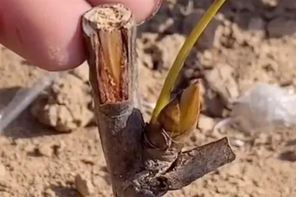牡丹如何分株繁殖，在秋季霜冻季节进行入栽为佳