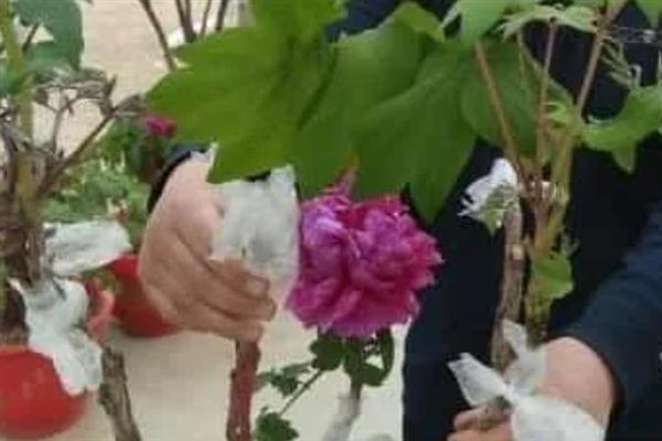 牡丹如何分株繁殖，在秋季霜冻季节进行入栽为佳
