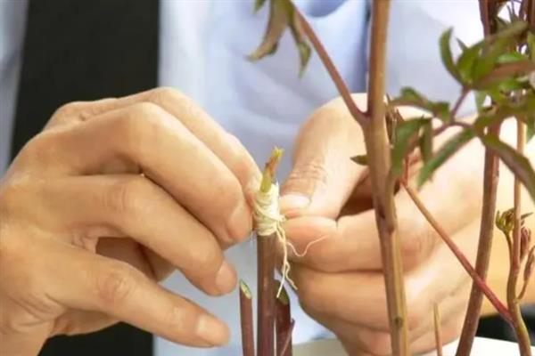 牡丹如何分株繁殖，在秋季霜冻季节进行入栽为佳