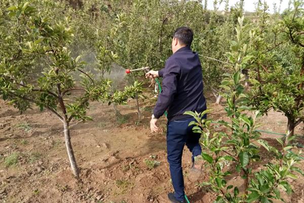 果树叶子发黄枯死如何解决，可根据土壤的干湿来浇水