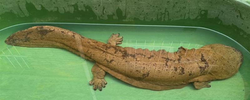 娃娃鱼的饲养方法，可以使用池水或井水养