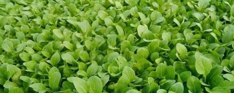 小白菜种太密了如何移栽，要及时间苗