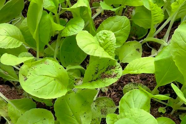 小白菜种太密了如何移栽，要及时间苗