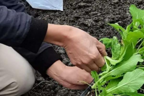 小白菜种太密了如何移栽，要及时间苗