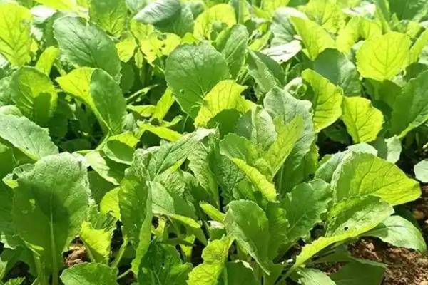 小白菜种太密了如何移栽，要及时间苗