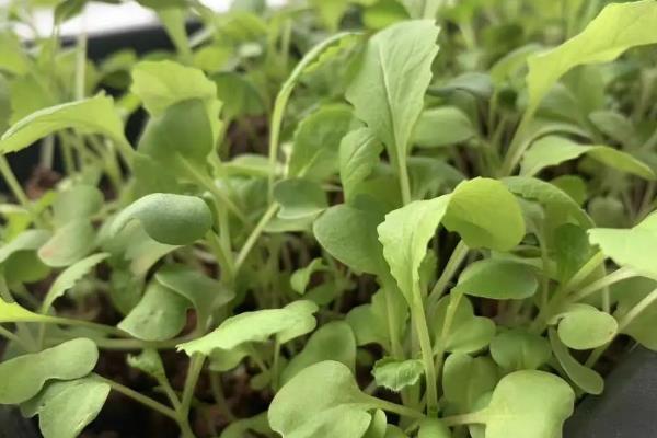 小白菜种太密了如何移栽，要及时间苗