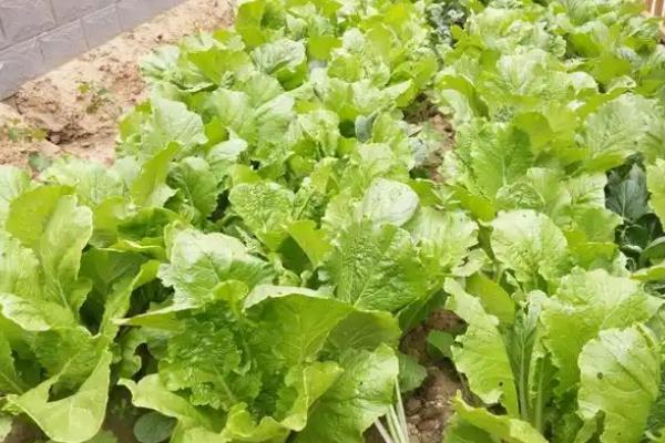 小白菜种太密了如何移栽，要及时间苗